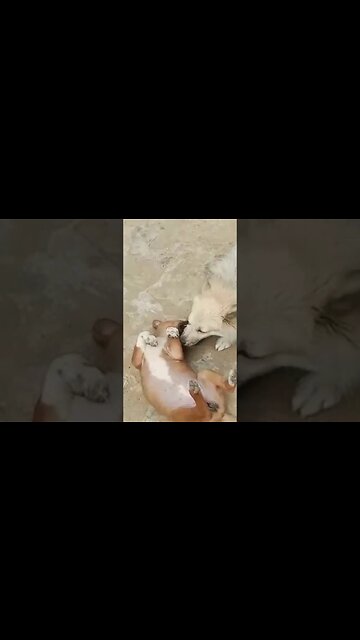 puppy..... puppies playing...... #shorts #ytshorts #youtubeshorts