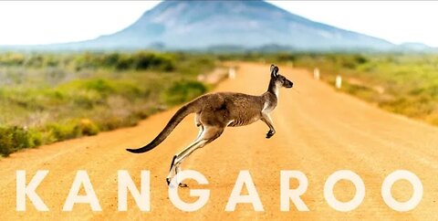 Wonderful kangaroo video