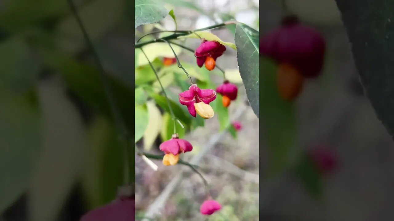 Hiking trails for you! | Upper Don Recreational Trail | Toronto, ON❤️🌸🍀🇨🇦