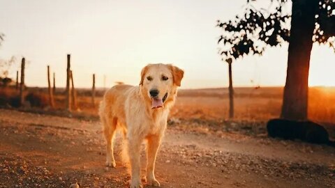 FILHOTE GOLDEN RETRIEVER IR AO BANHEIRO?