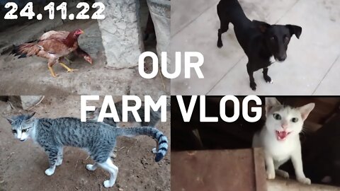 What do we do in our farm | FARM VLOG 24.11.22