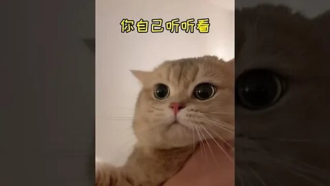 CAT VIDEO