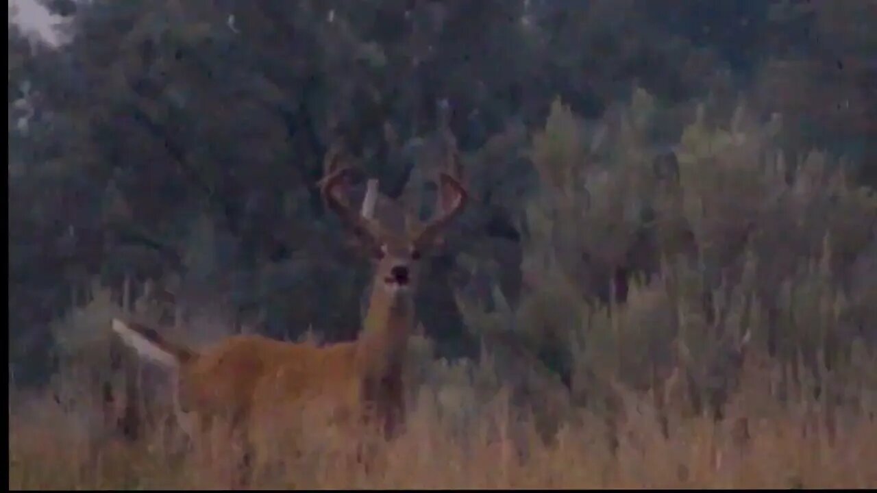 CHECK OUT THAT KICKER ON THE RIGHT SIDE! A STUD MONSTER WHITETAIL BUCK MAKING HIS EVENING ROUNDS!