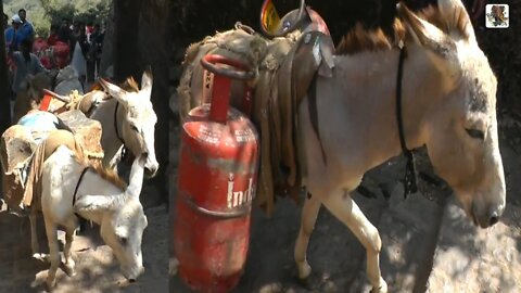 Donkey Climbing The Stairs With Luggages