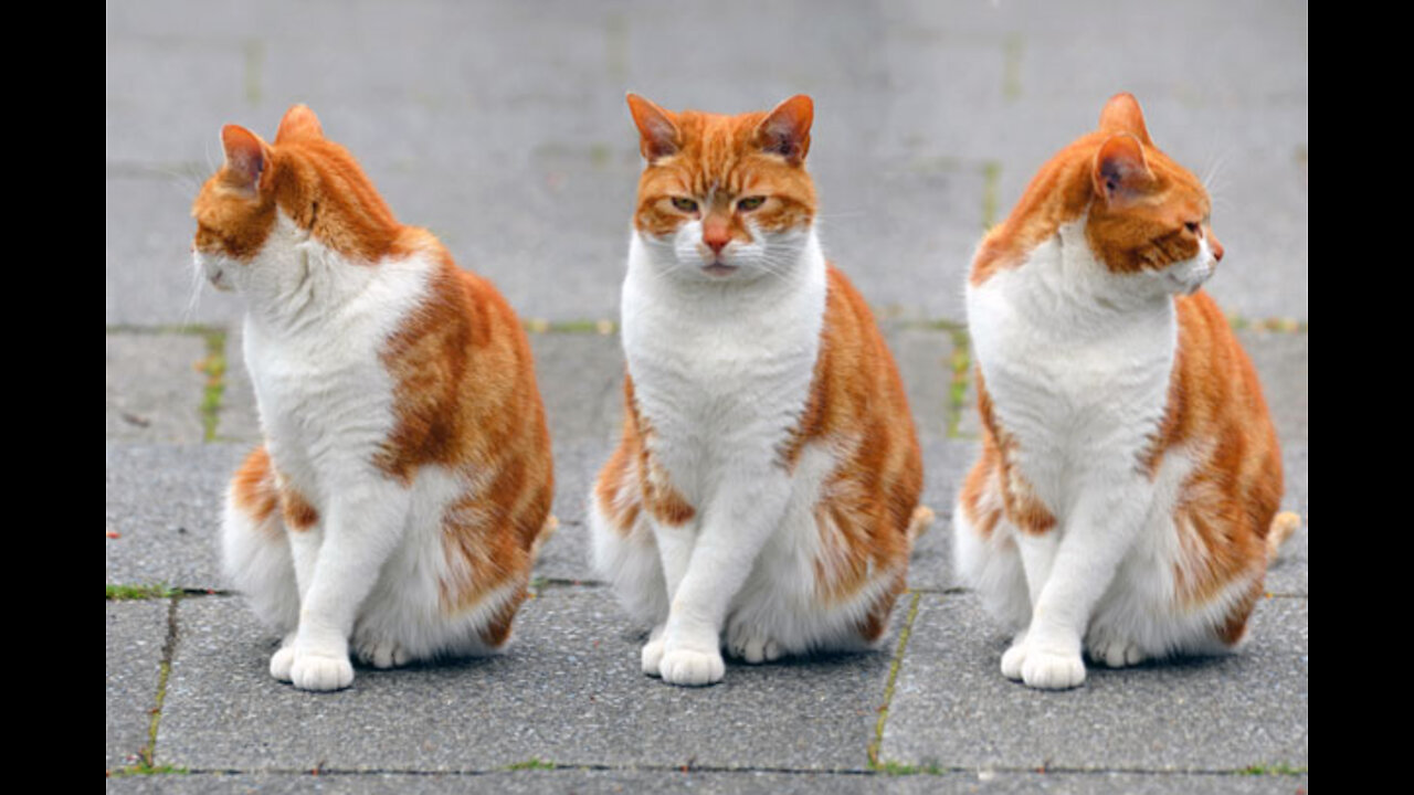 CAT CUT