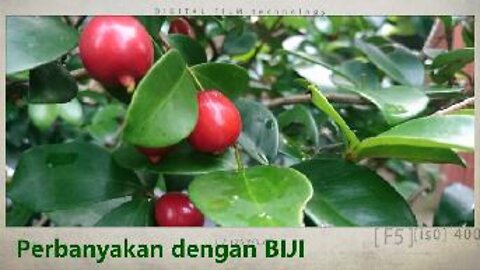 Perbanyakan Biji Beach Cherry