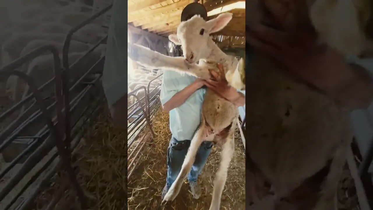 lambs #lambs #sheep #shearing #sheepsheep #sheephusbandry #ewes #sheepfarming #farmlife #animal