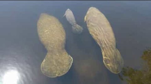 Two manatees and their calf visit U.S. farm