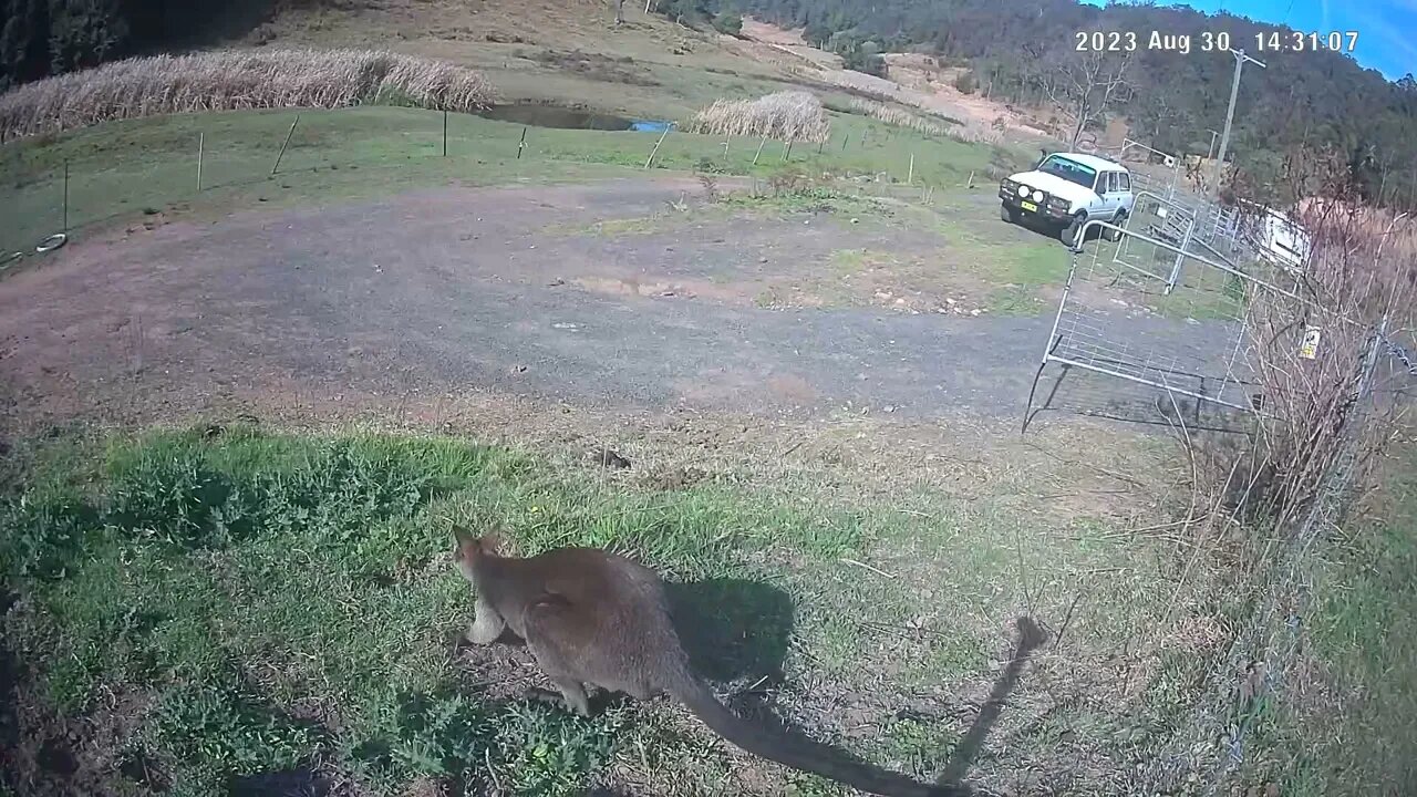 Wallaby caught on security camera