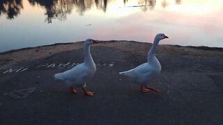 Geese walking