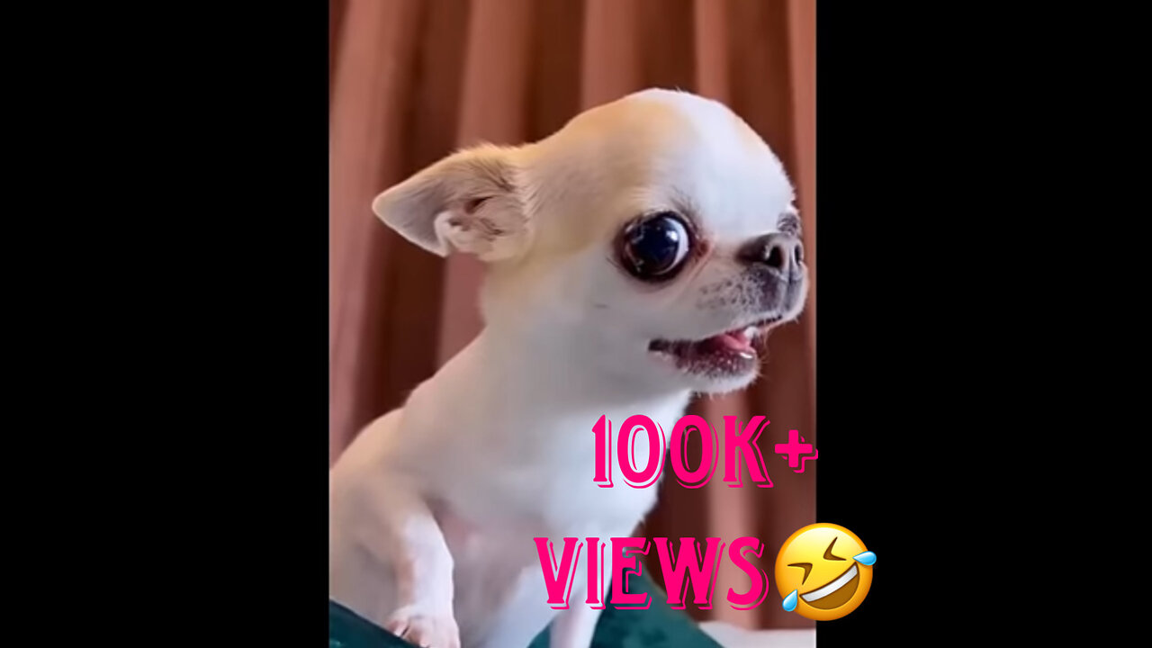 New funny animals😆 Funniest dogs and cats moments 😅😂🤣🥰