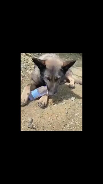 How Thirsty That Cute Dog 🐕#Shorts #ytshorts #UbertainmentFun #Dogs #Animals #Fun