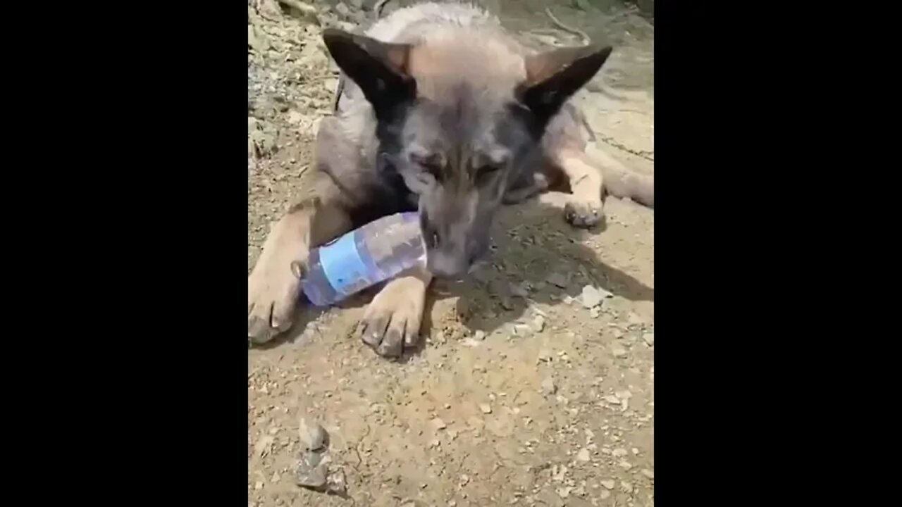 How Thirsty That Cute Dog 🐕#Shorts #ytshorts #UbertainmentFun #Dogs #Animals #Fun