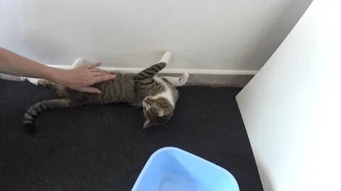 Curious Cat Sits in the Corner with Stretched Paws