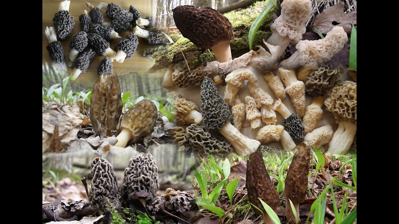 Lewiston Morels