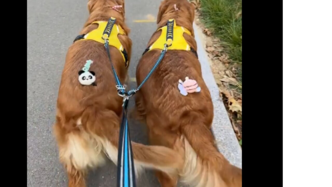 Dogs walking the runway!