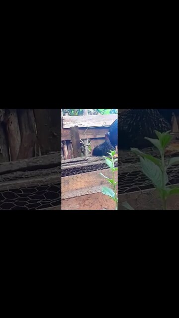 Jacu e seus filhotes deitado em cima da casa das codorna