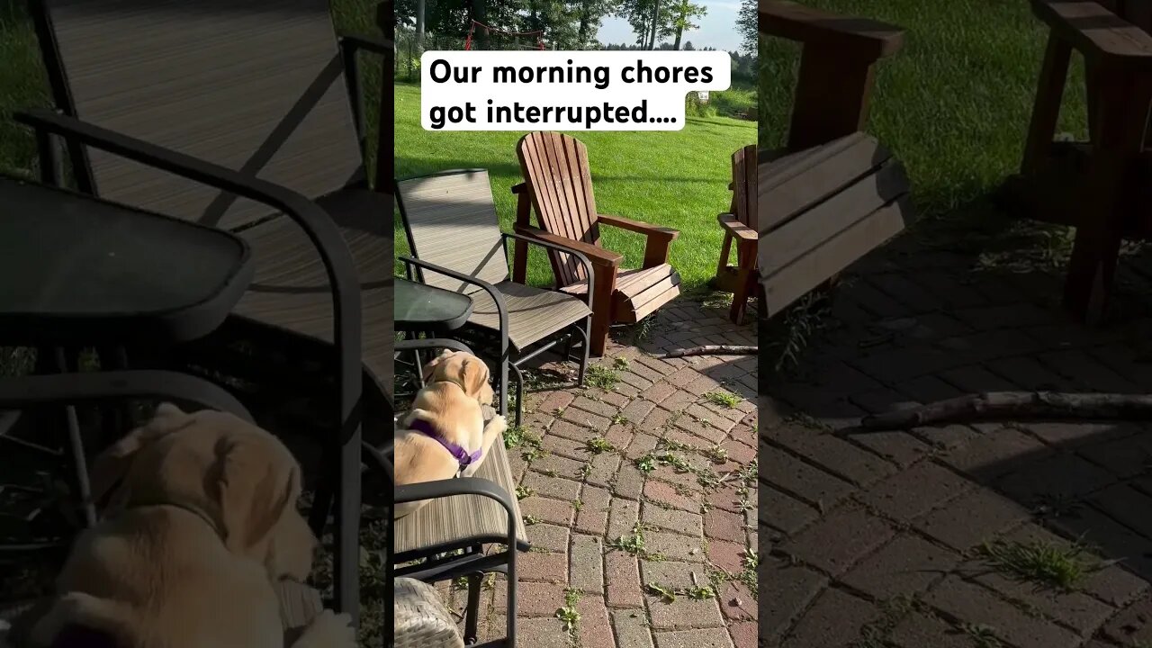 Someone did NOT want to finish watering the garden #animals #vlog #shorts