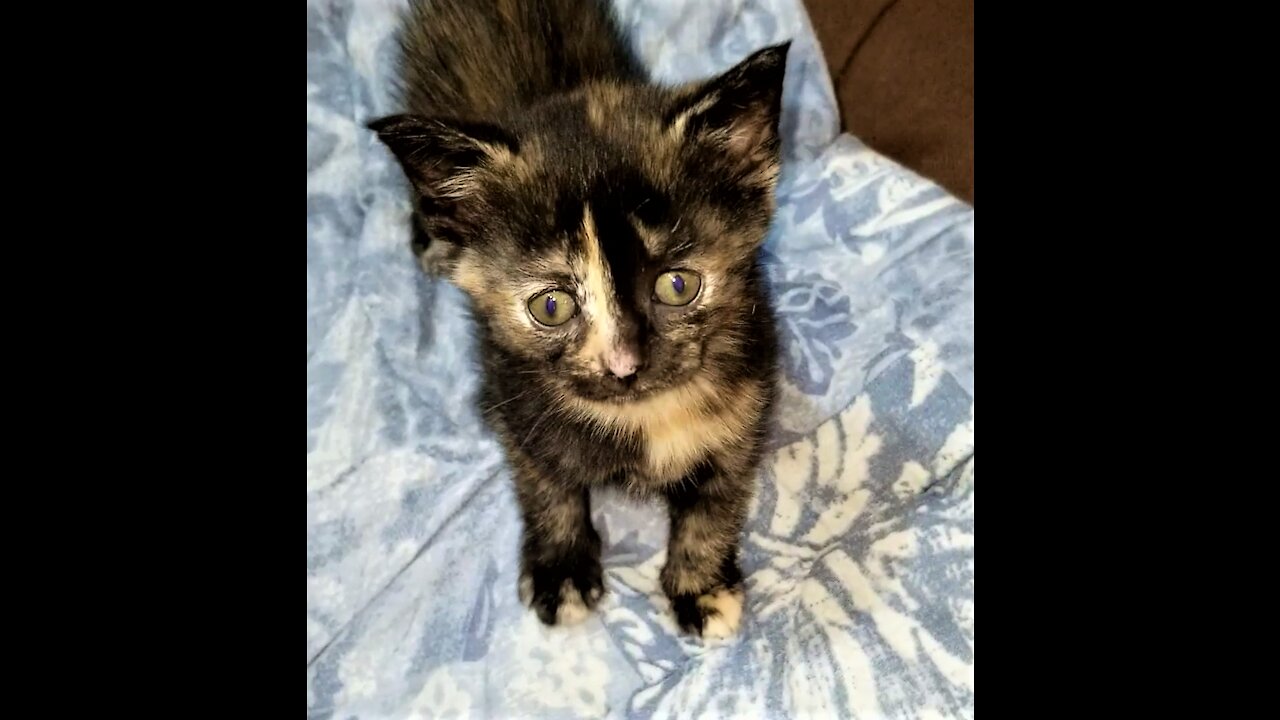 Chloie's kittens are climbing out now.😸 Chloieの子猫たちは今、登っている&出ている。