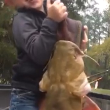 Hilarious Fishing Fail: Boy Catches Giant Catfish, Giant Catfish Catches Boy