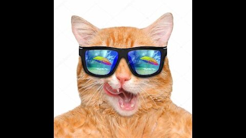 the cat more cat