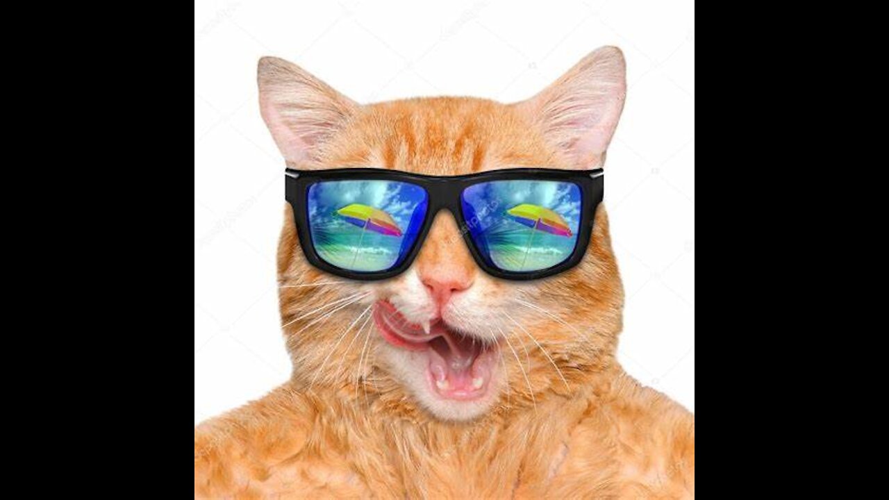 the cat more cat