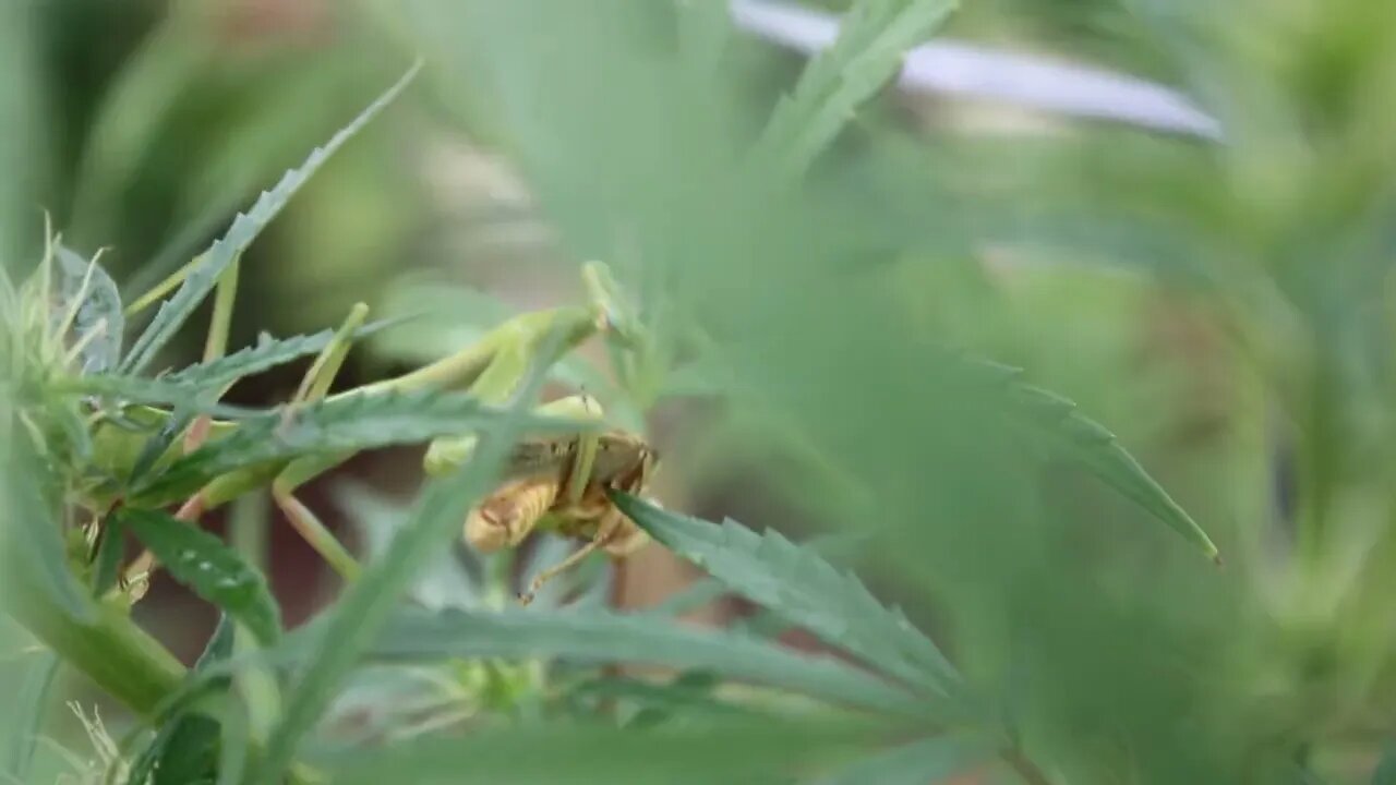 T Bird And Reds Pt 2 Praying Mantis vs Grasshopper