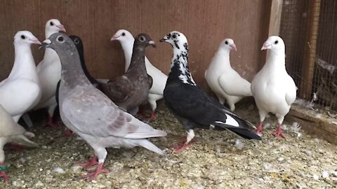 Feeding pigeons is great fun