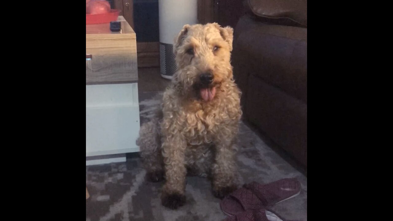 Mini Welsh Terrier Sitting in a Timelapse