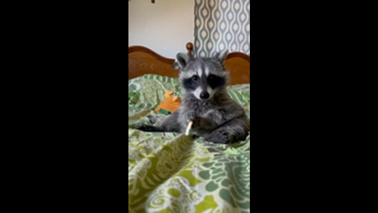 Baby raccoon