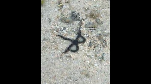 Brittle Star - Blue sea