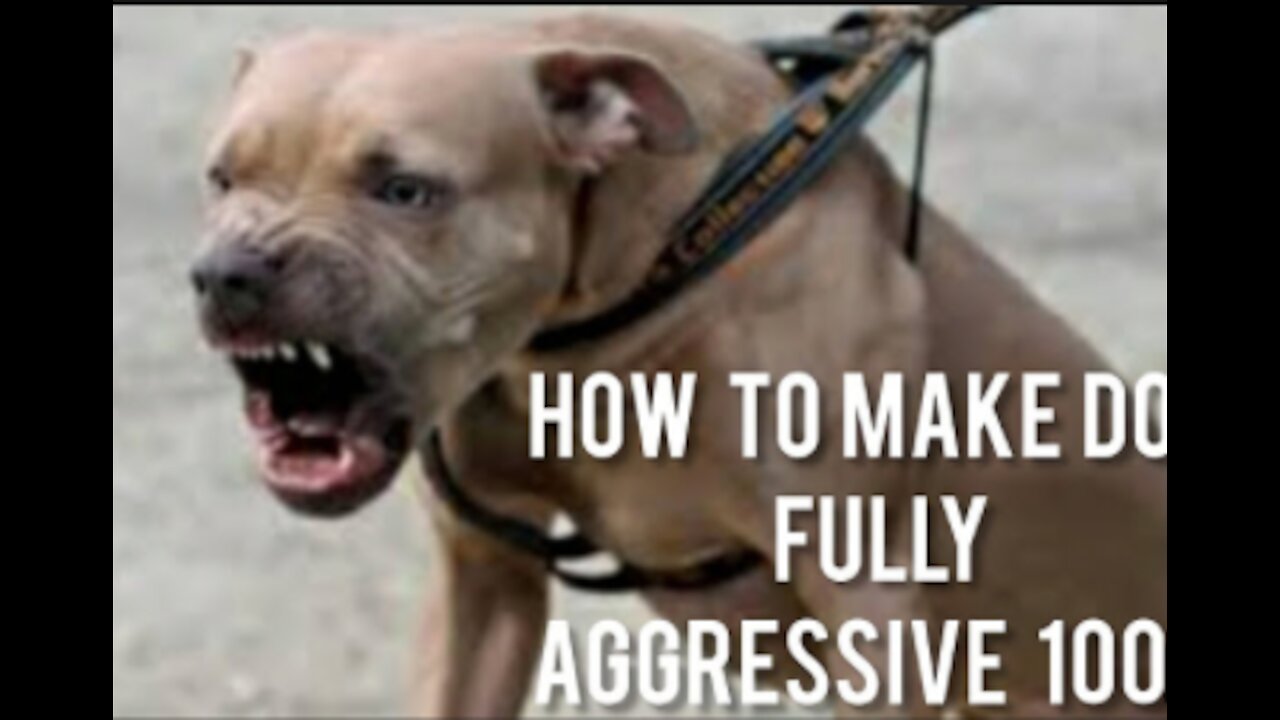 Aggressive dog training , with few steps, 100%assurance!!