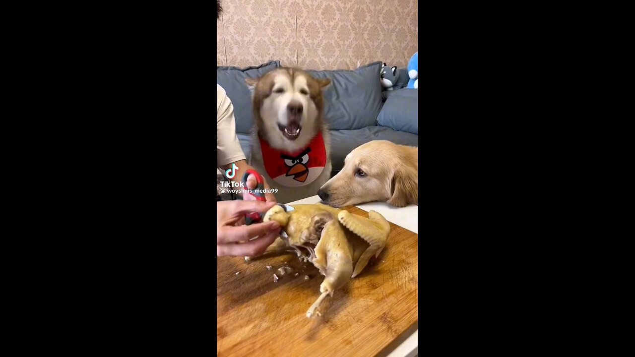 The Picky Pup" Watch as this choosy dog hilariously selects only the best treats!