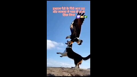 Dog and Hawk Love and Friendship Dog and Hawk Love and Friendship