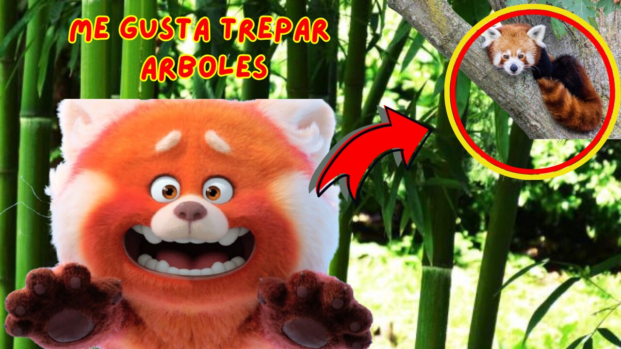 🐻 PANDA ROJO uno de los ANIMALES mas CURIOSOS del MUNDO