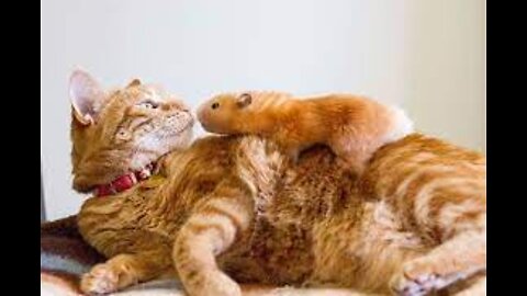 Cat 🐱 and Hamster friendship