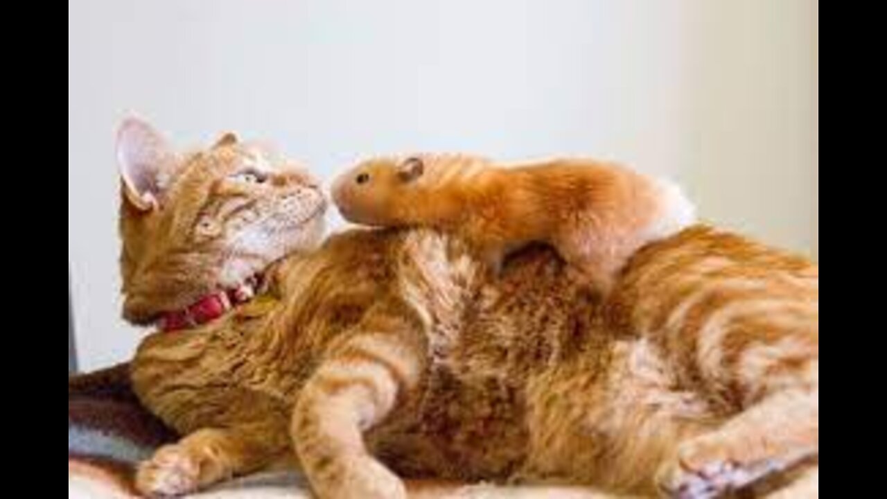 Cat 🐱 and Hamster friendship