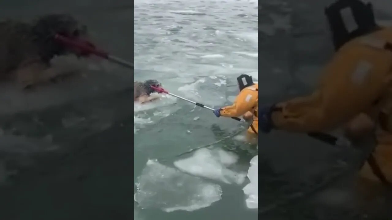 Real-Life Heroes - Dog rescued from Icey river - Animal Rescue #shorts#dog #goodpeople #humanity