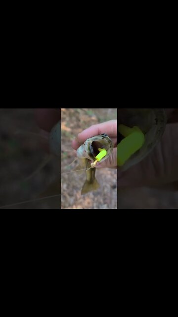 Creek bass fishing with Trout Magnet lure. #fishing #creek #largemouthbass #trout