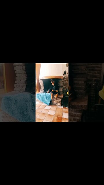 Let Me Hear That Roar Rottie 🥰 #Shorts #rottweiler #dogs