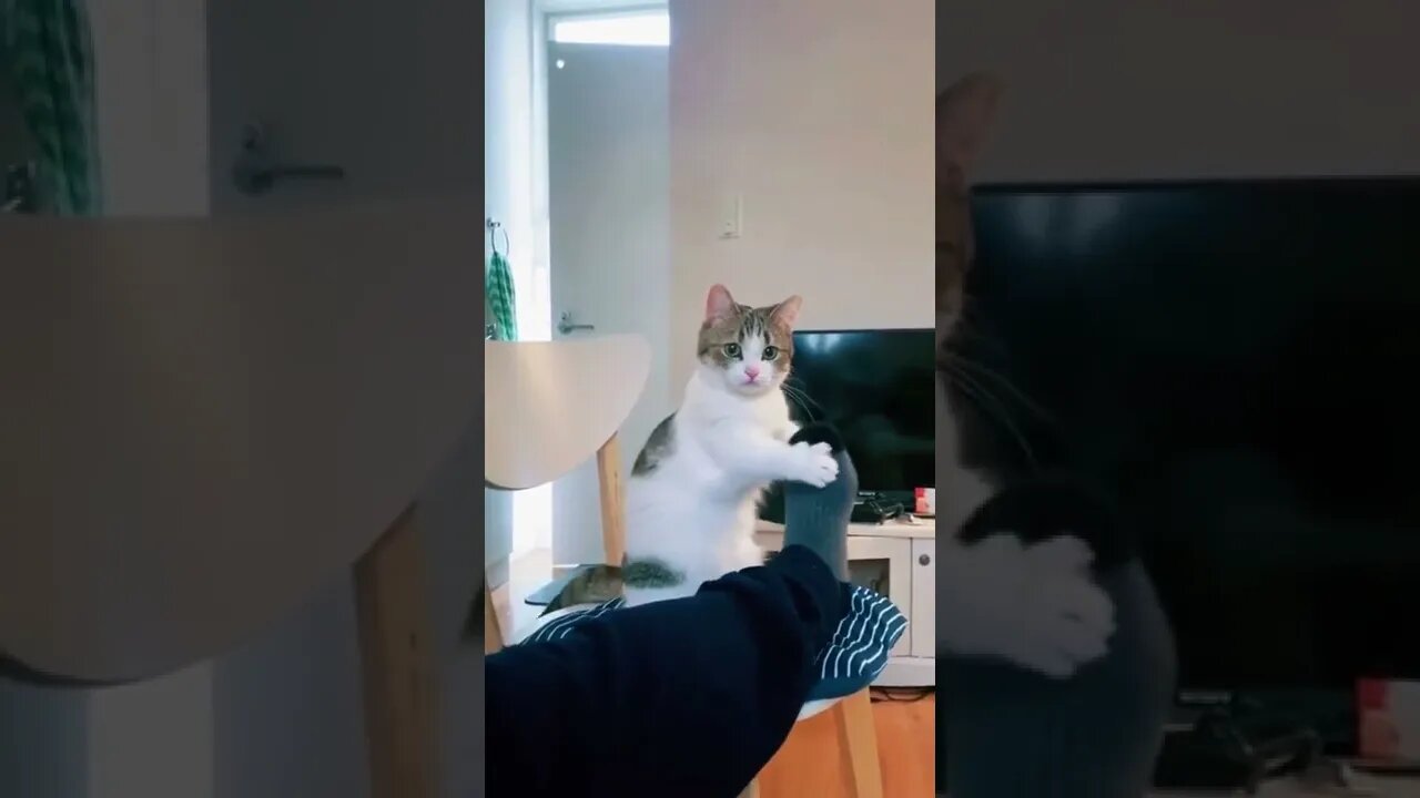 Funny And Cute Cat Video Compilation