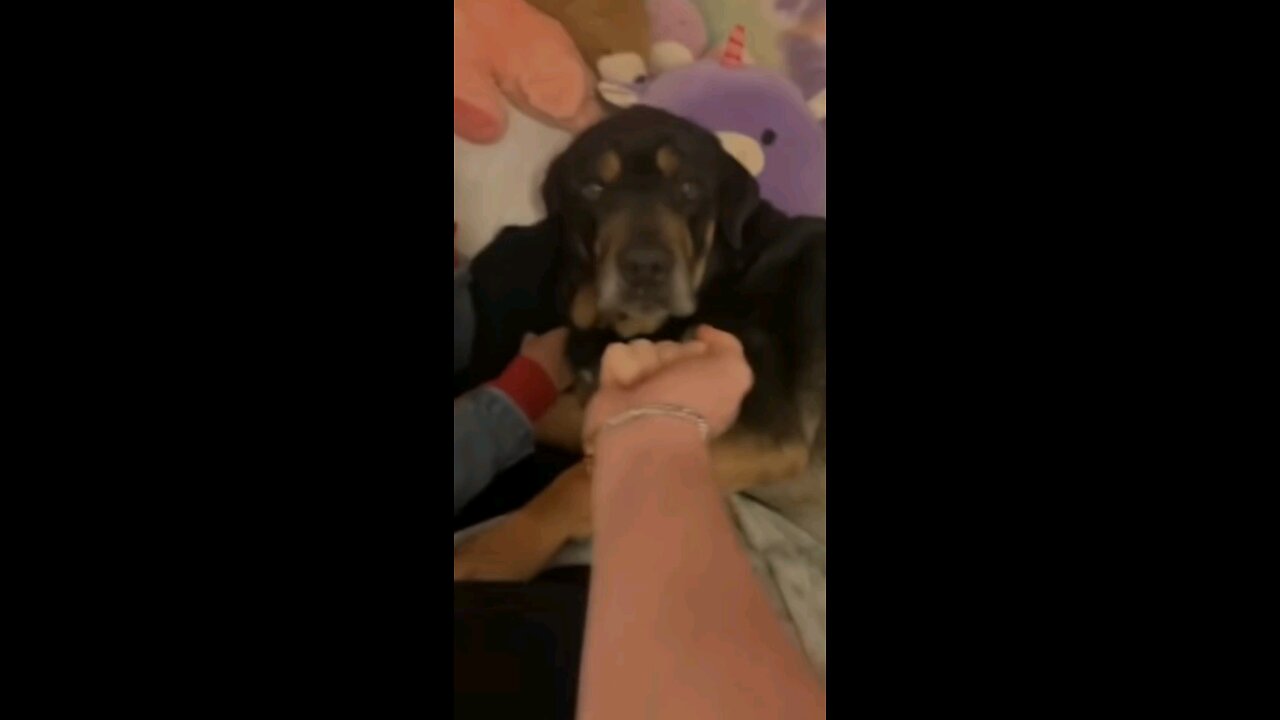 funny animal videos