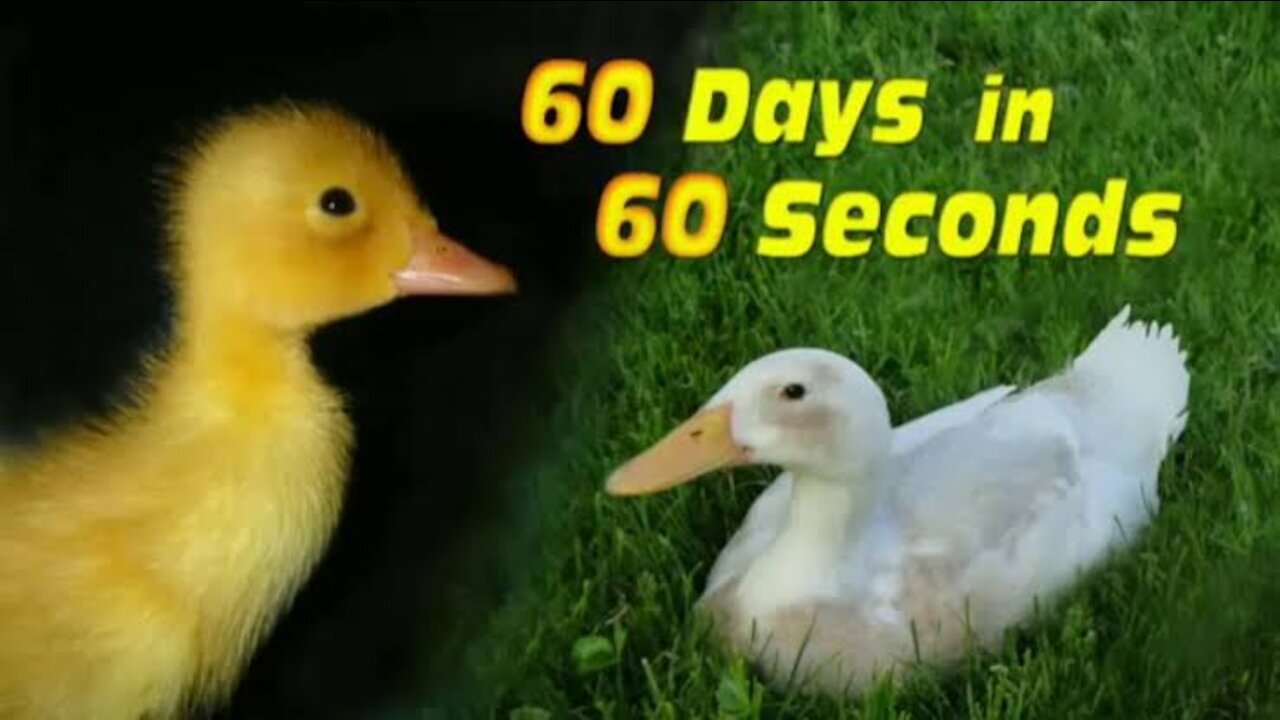 duckling to duck in 60 seconds