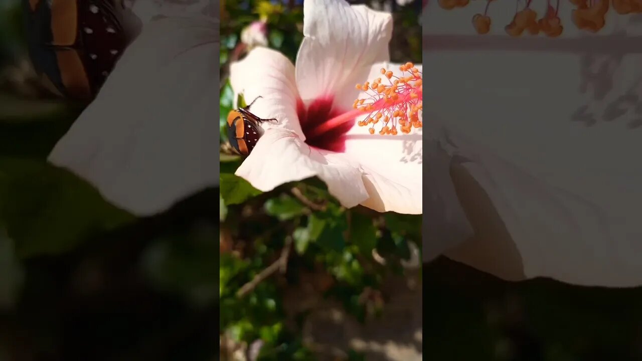 Animal Pollination 🪲🐞 #shorts #flowers