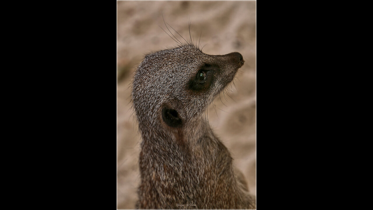 Meerkats At Calderglen Country Park, Scotland.