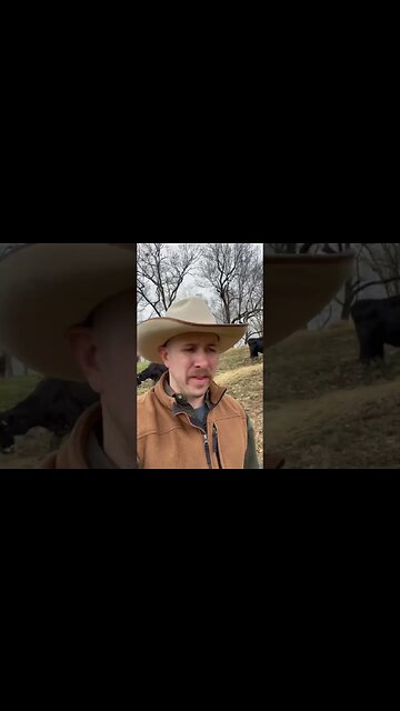 Day 25 of 30 days of #calving . #cattle #farm #farmlife #ranch #ranchlife #cow #calf #feedingcattle