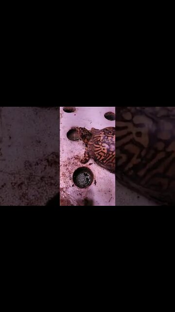 Roots on Jalapeños #aquaponics #roots #turtle