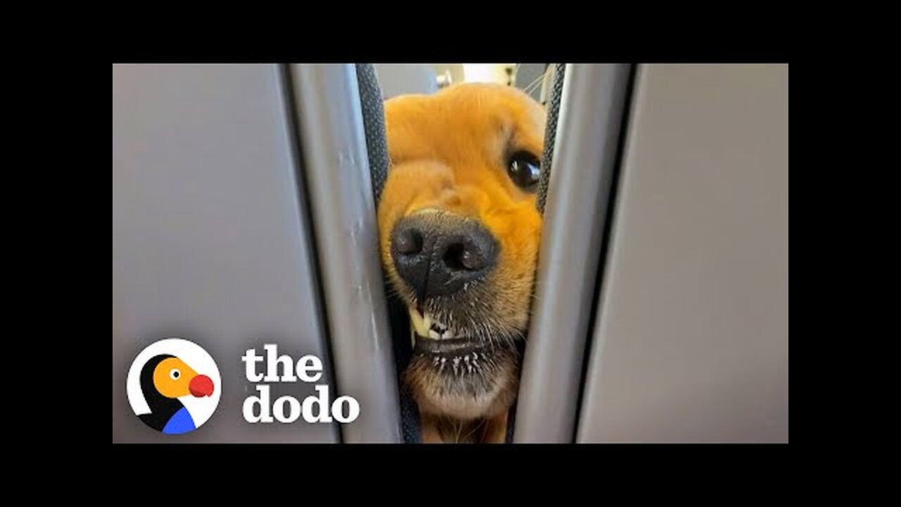 Dog Insists On Saying Hi To Everyone On His Train Rides | The Dodo