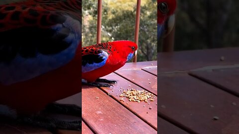 Beautiful Crimson Rosella l #shorts l #youtubeshorts l @BikisAviary