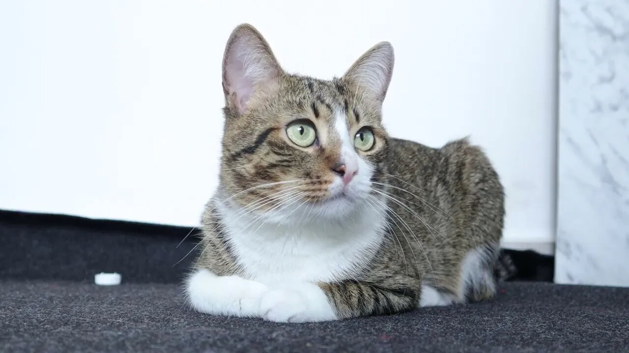 A Quiet Cute Cat Loaf Sits on the Floor